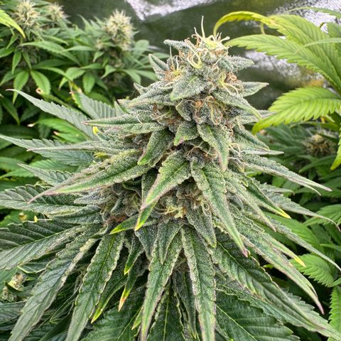 Sweet ZZ growlog timeline photo