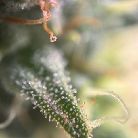 Sweet ZZ growlog timeline photo