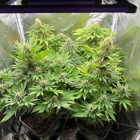 Sweet ZZ growlog timeline photo