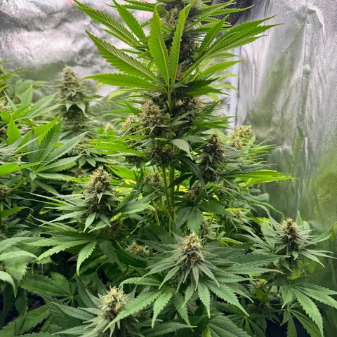 Sweet ZZ growlog timeline photo