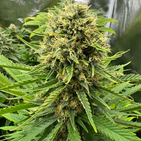 Sweet ZZ growlog timeline photo