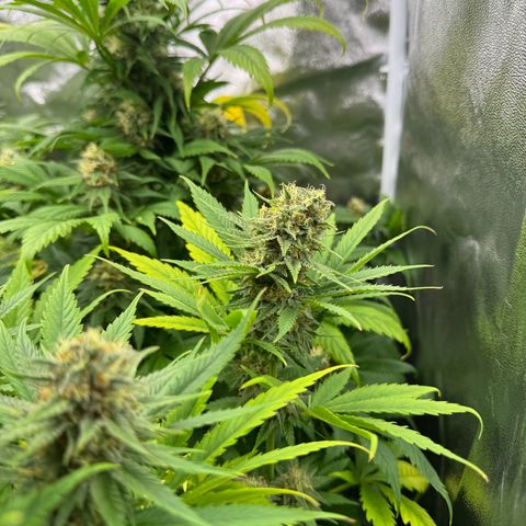 Sweet ZZ growlog timeline photo