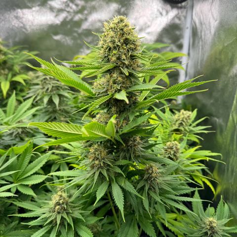 Sweet ZZ growlog timeline photo