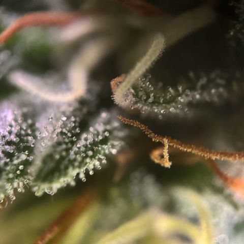 Sweet ZZ growlog timeline photo