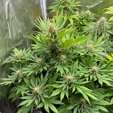 Sweet ZZ growlog timeline photo