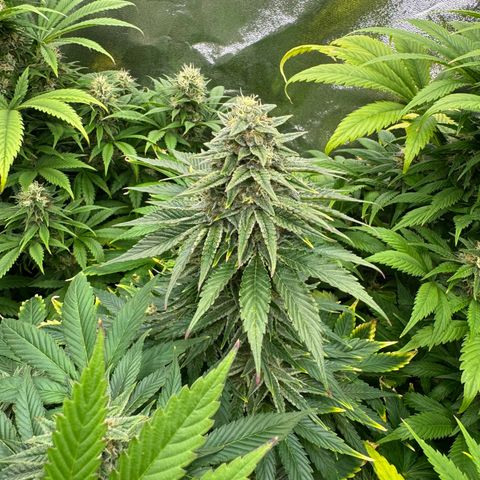Sweet ZZ growlog timeline photo