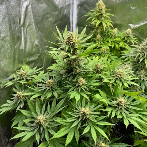 Sweet ZZ growlog timeline photo