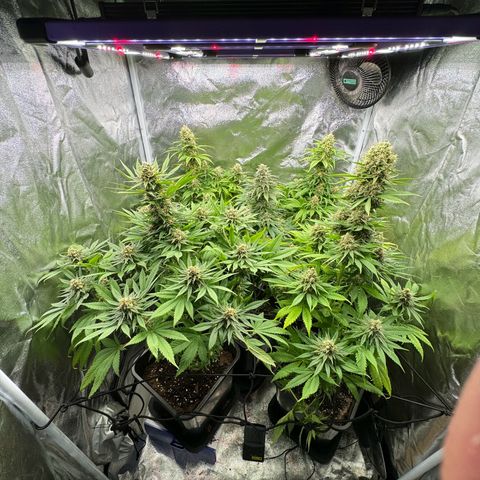 Sweet ZZ growlog timeline photo