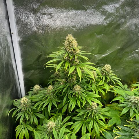 Sweet ZZ growlog timeline photo