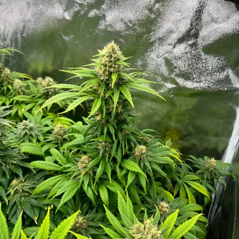 Sweet ZZ growlog timeline photo