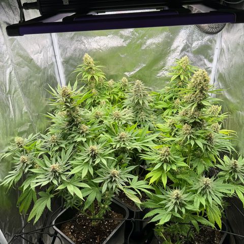 Sweet ZZ growlog timeline photo
