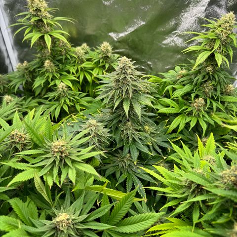 Sweet ZZ growlog timeline photo