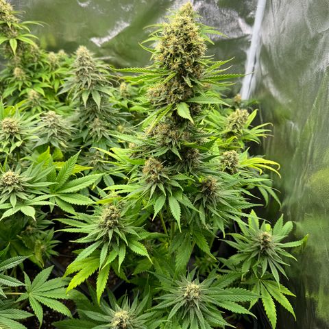 Sweet ZZ growlog timeline photo