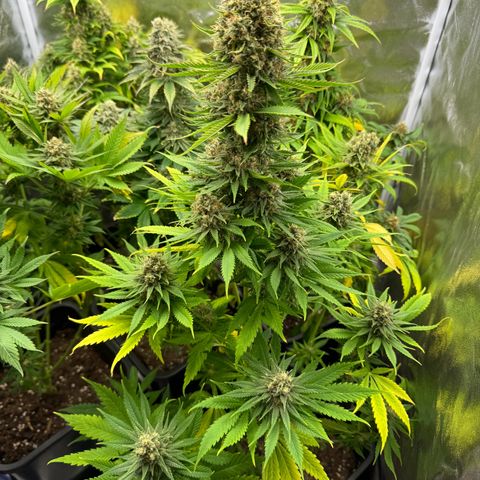 Sweet ZZ growlog timeline photo