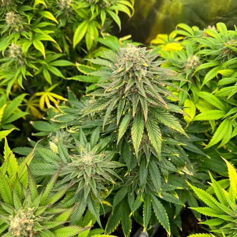 Sweet ZZ growlog timeline photo
