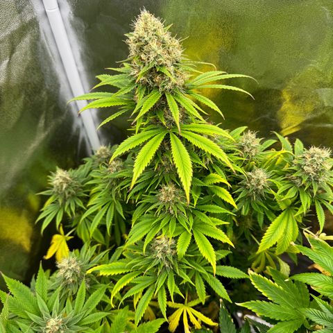 Sweet ZZ growlog timeline photo