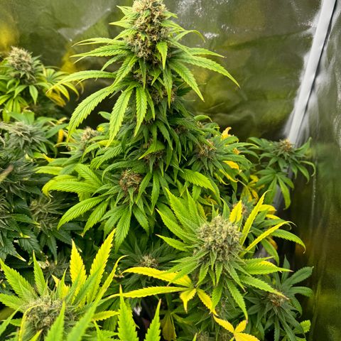 Sweet ZZ growlog timeline photo