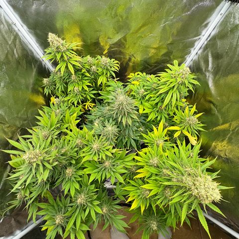 Sweet ZZ growlog timeline photo