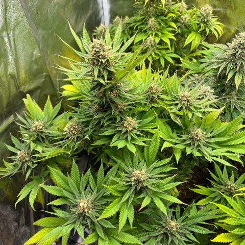 Sweet ZZ growlog timeline photo