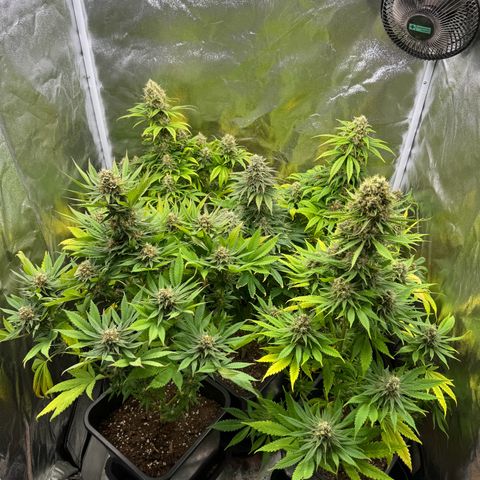 Sweet ZZ growlog timeline photo