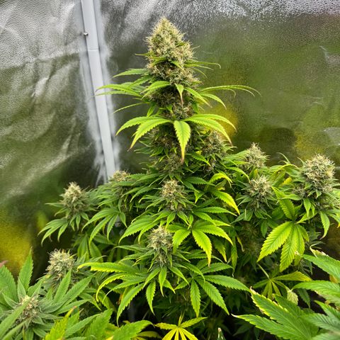 Sweet ZZ growlog timeline photo