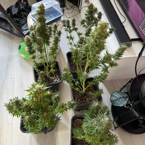 Sweet ZZ growlog timeline photo