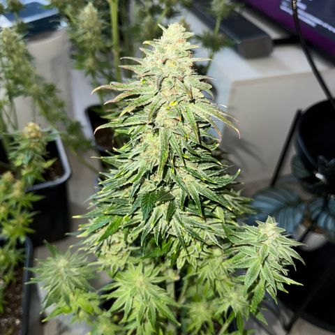 Sweet ZZ growlog timeline photo