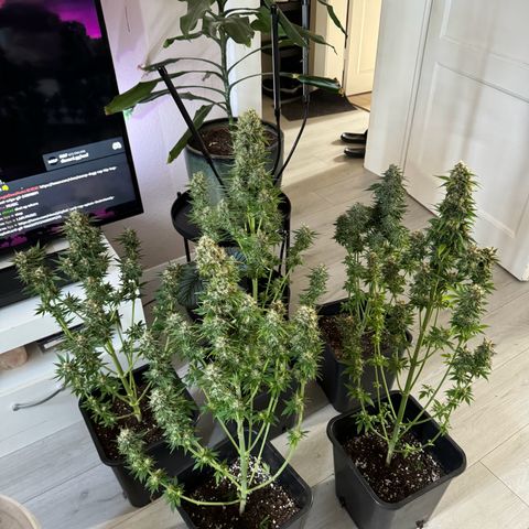 Sweet ZZ growlog timeline photo