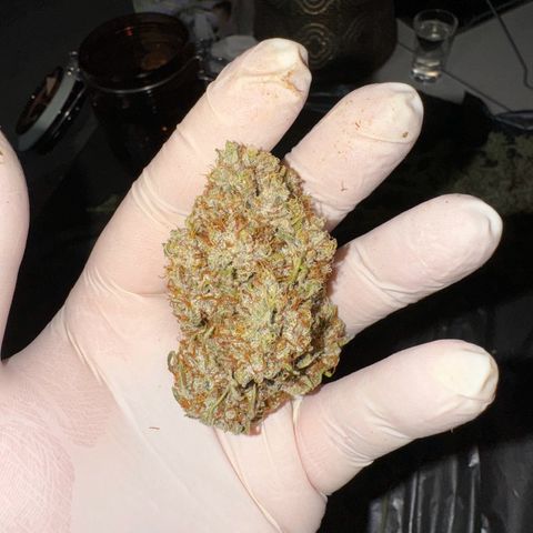 Sweet ZZ growlog photo: ZweetZZ and Watermelon 