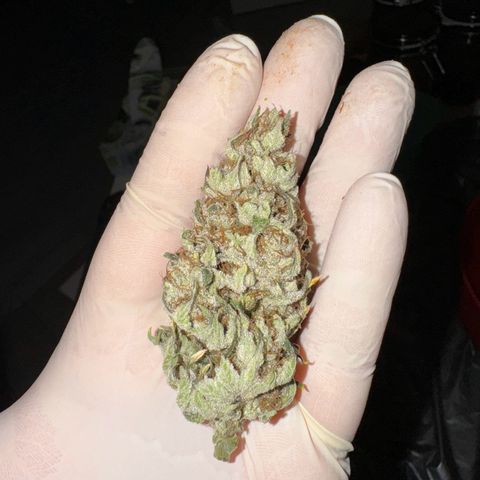 Sweet ZZ growlog photo: ZweetZZ and Watermelon 