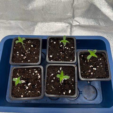 Epsilon F1 growlog timeline photo