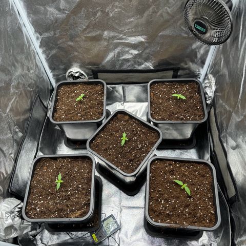 Epsilon F1 growlog timeline photo