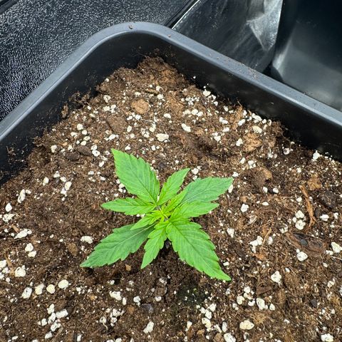 Epsilon F1 growlog timeline photo