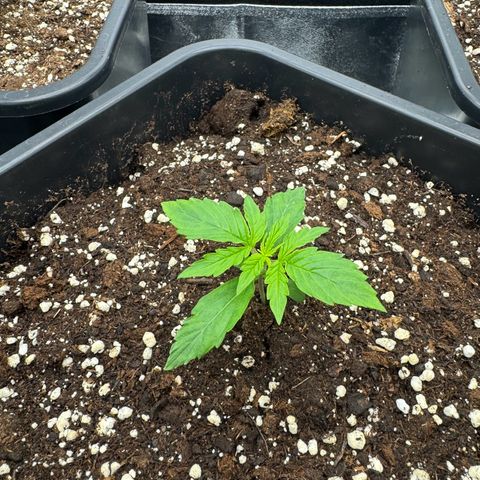 Epsilon F1 growlog timeline photo