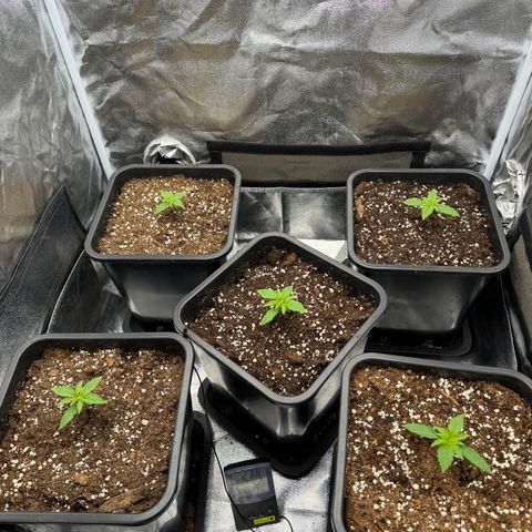 Epsilon F1 growlog timeline photo