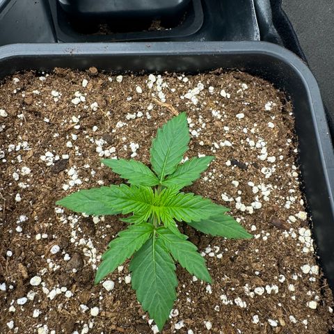 Epsilon F1 growlog timeline photo