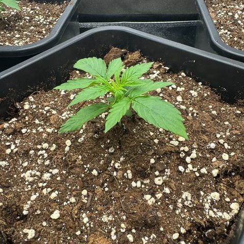 Epsilon F1 growlog timeline photo