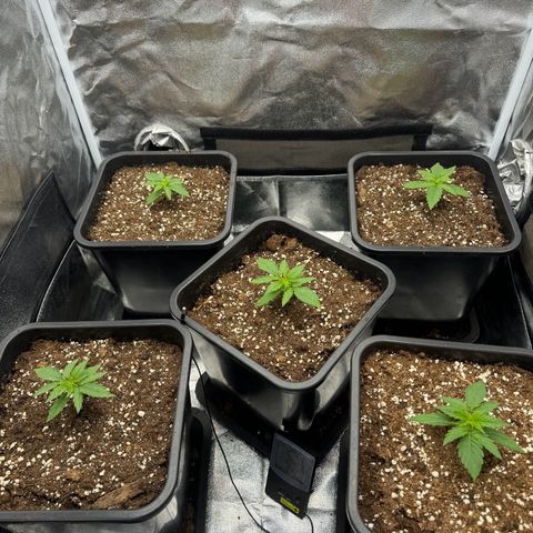 Epsilon F1 growlog timeline photo