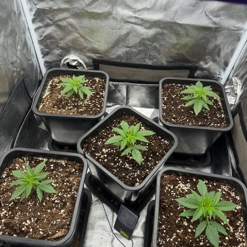 Epsilon F1 growlog timeline photo