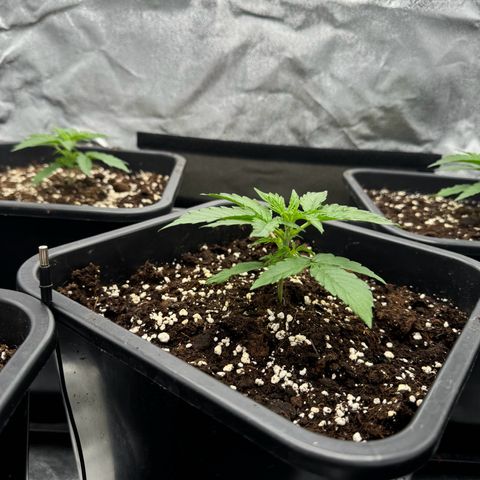 Epsilon F1 growlog timeline photo