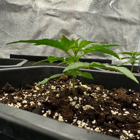 Epsilon F1 growlog timeline photo