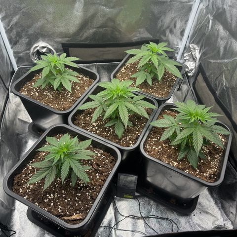 Epsilon F1 growlog timeline photo