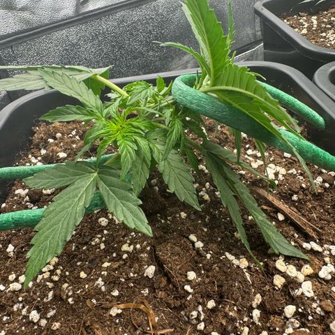 Epsilon F1 growlog timeline photo