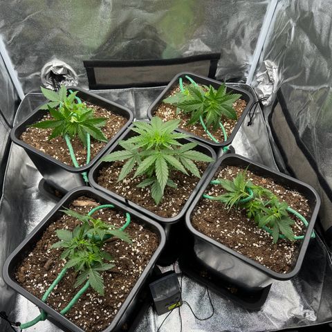 Epsilon F1 growlog timeline photo