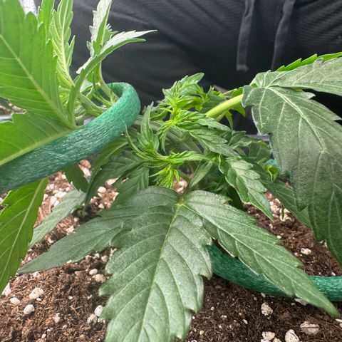 Epsilon F1 growlog timeline photo