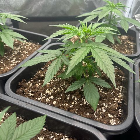 Epsilon F1 growlog timeline photo