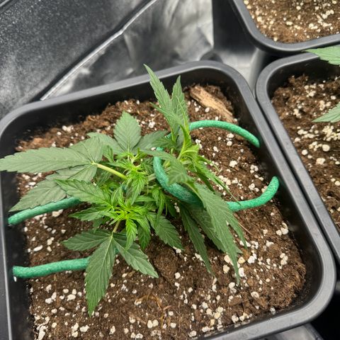 Epsilon F1 growlog timeline photo