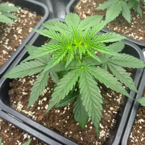 Epsilon F1 growlog timeline photo