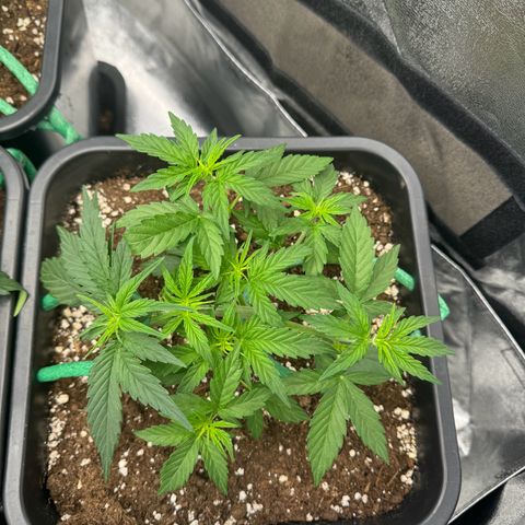 Epsilon F1 growlog timeline photo