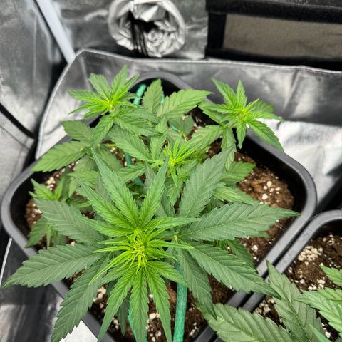Epsilon F1 growlog timeline photo